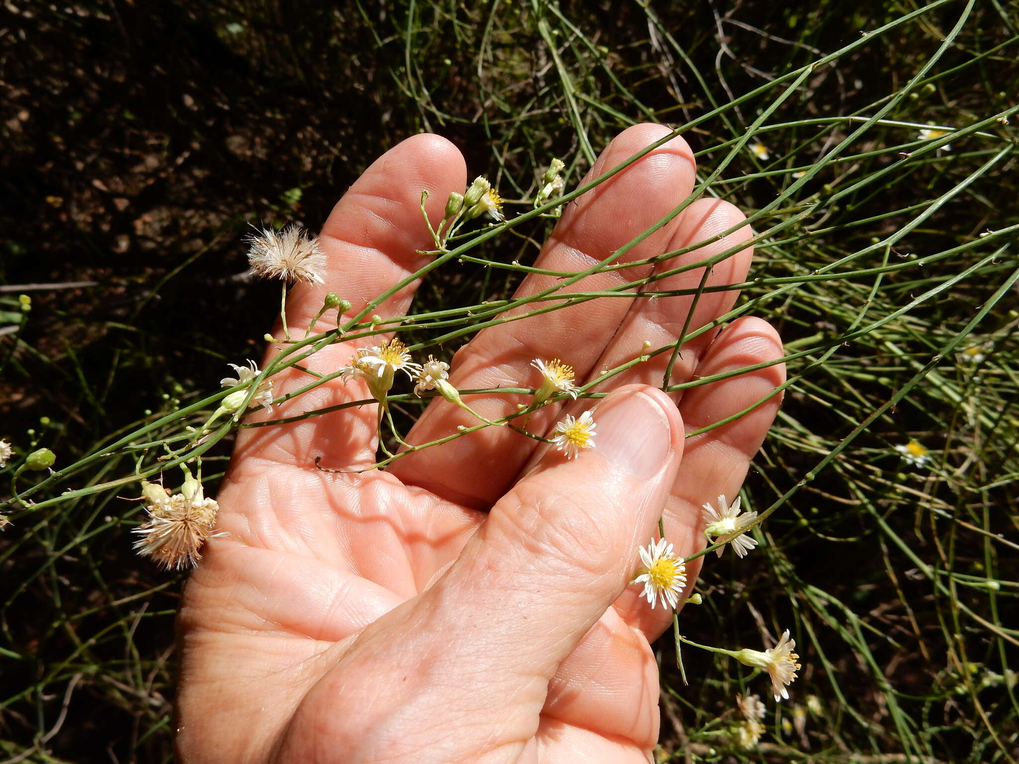 Image of Mexican-Devilweed