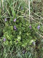 Image of hairy clematis