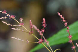 Image of Boehmeria zollingeriana var. podocarpa (W. T. Wang) W. T. Wang & C. J. Chen