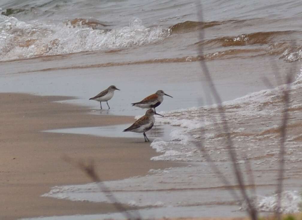 Image of Calidris alpina hudsonia (Todd 1953)