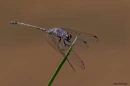 Слика од Trithemis aconita Lieftinck 1969