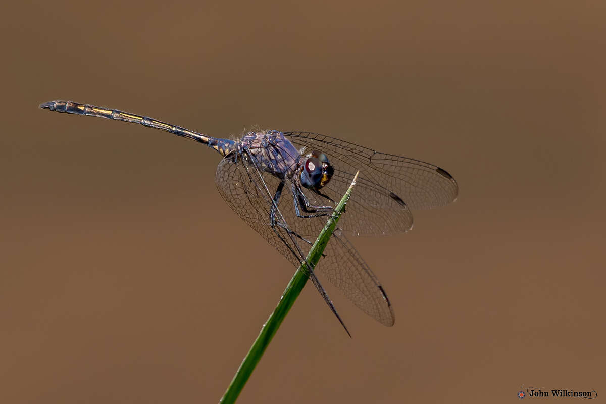 Слика од Trithemis aconita Lieftinck 1969