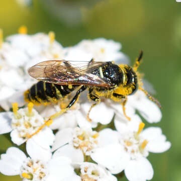 Image of Philanthus politus Say 1824