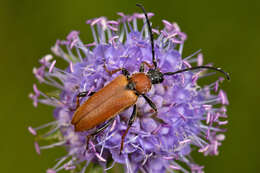 Image of Stictoleptura (Aredolpona) rubra (Linné 1758)