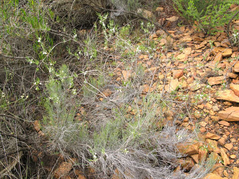 Plancia ëd Otholobium candicans (Eckl. & Zeyh.) C. H. Stirt.