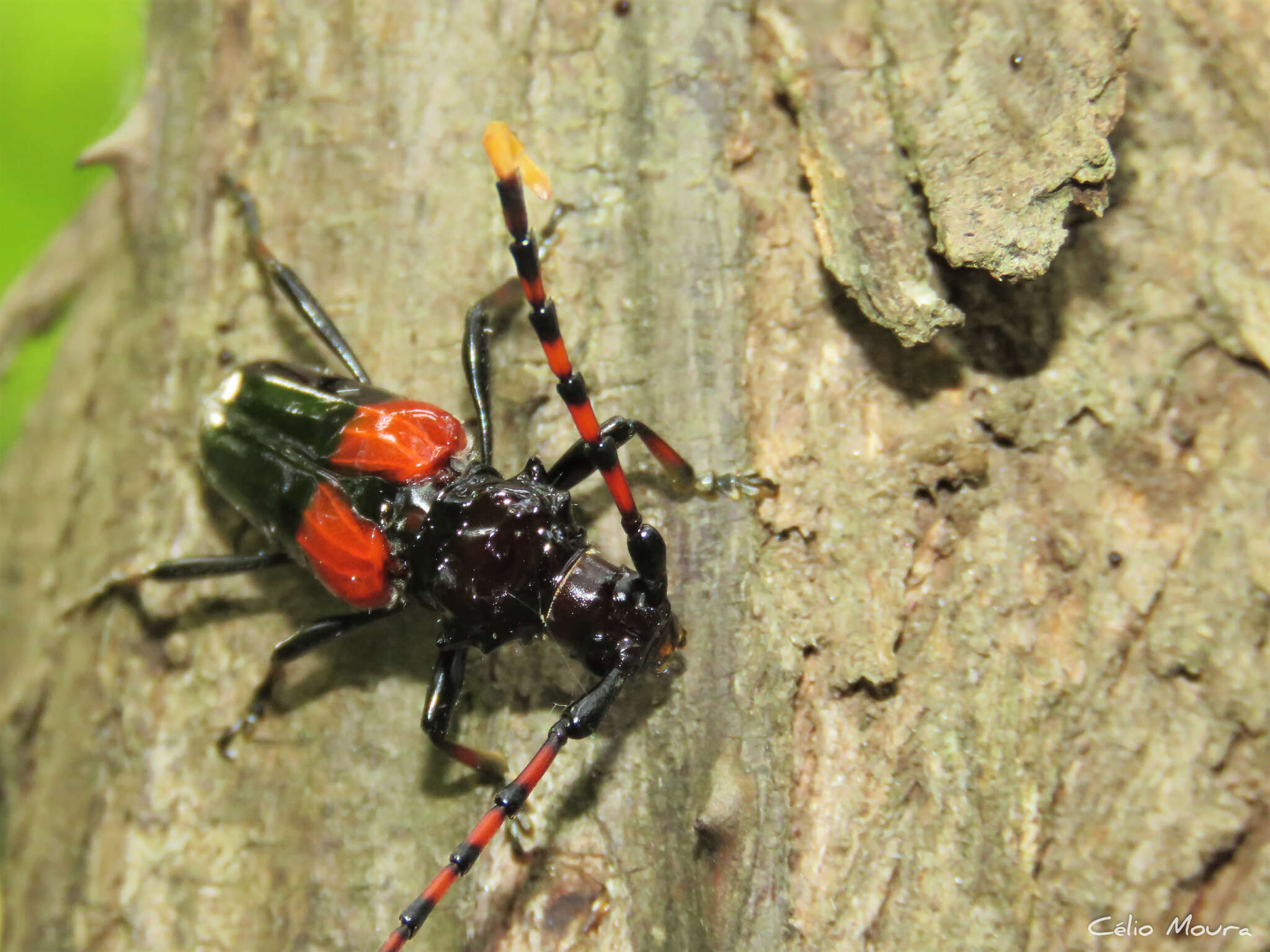 Image of Andraegoidus fabricii (Dupont 1838)