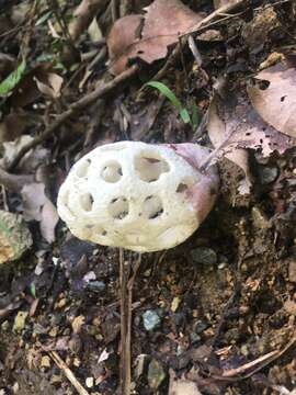 Imagem de Clathrus roseovolvatus Lécuru, Mornand, Fiard & Courtec. 2013