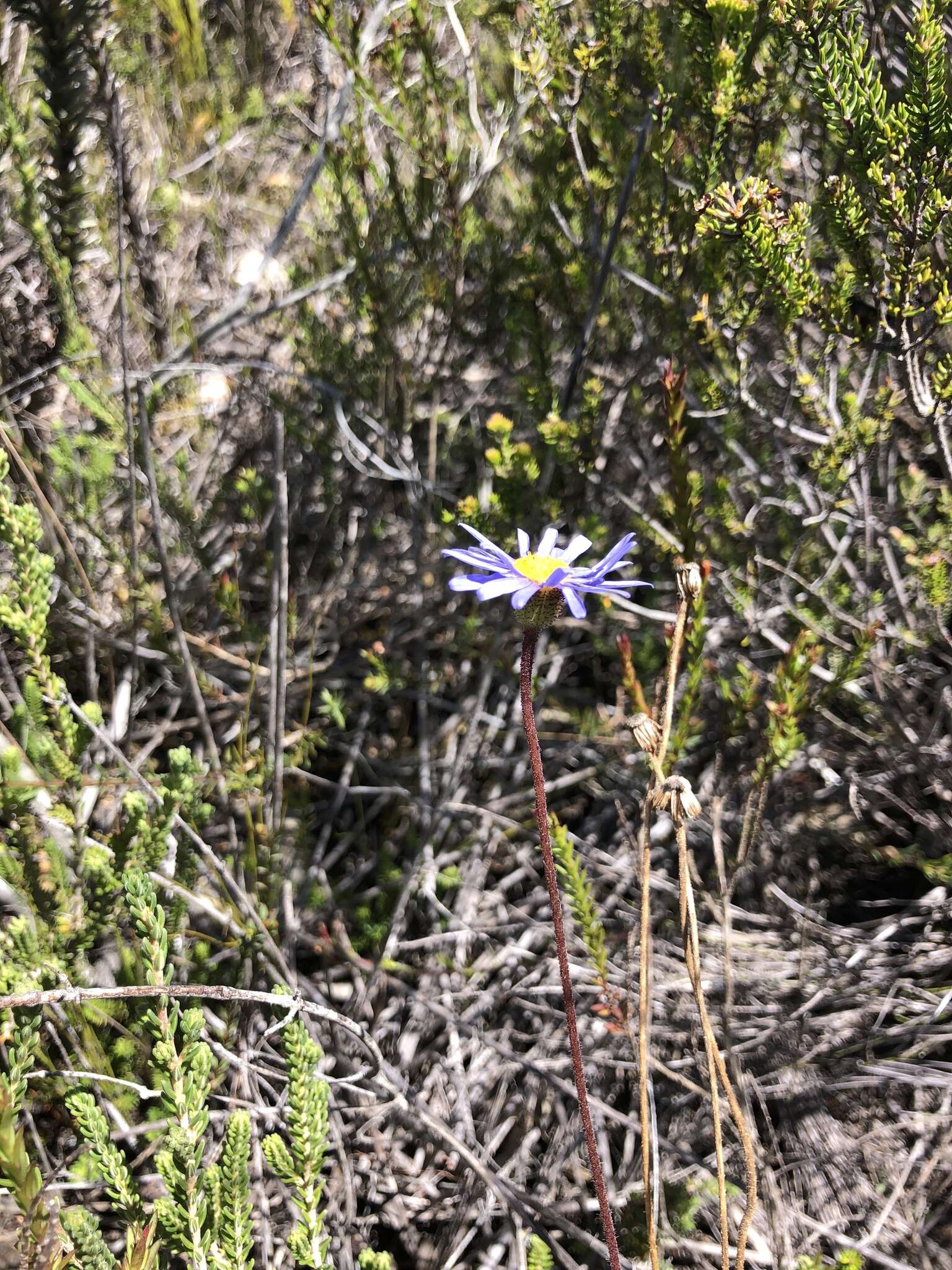 Image of Felicia ebracteata Grau