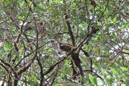 Image of Grey Gerygone