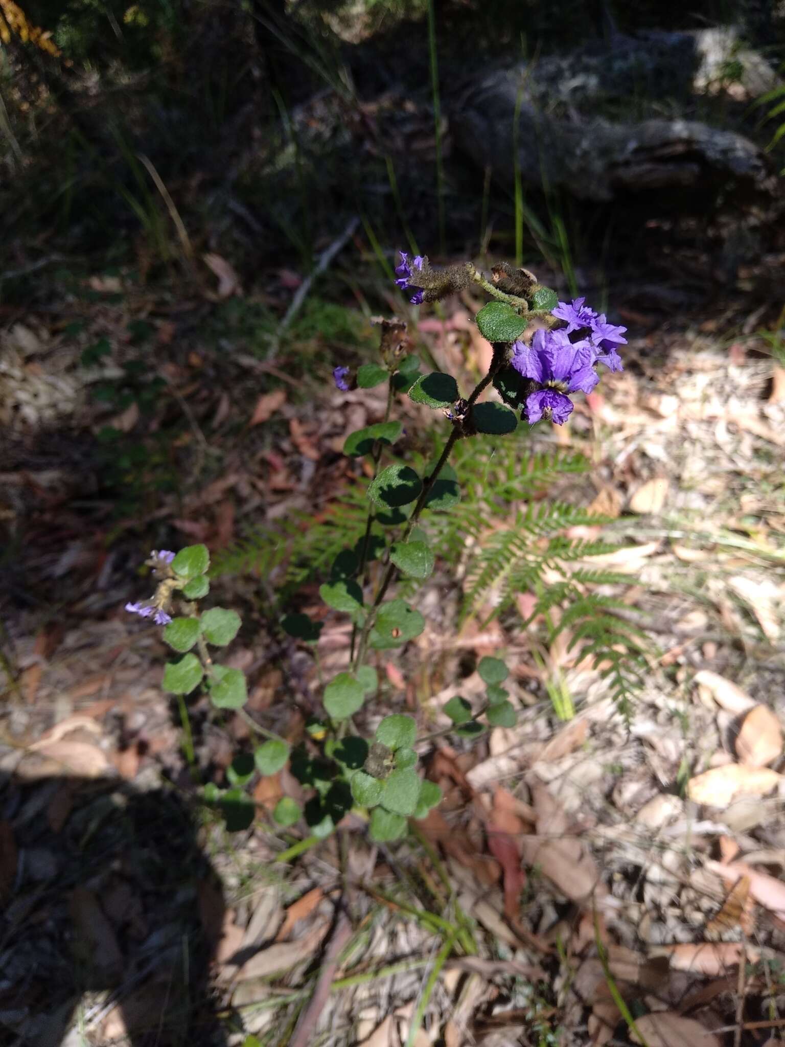 Image of Dampiera purpurea R. Br.