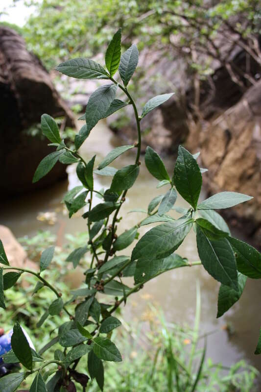 Plancia ëd Struchium sparganophorum (L.) Kuntze