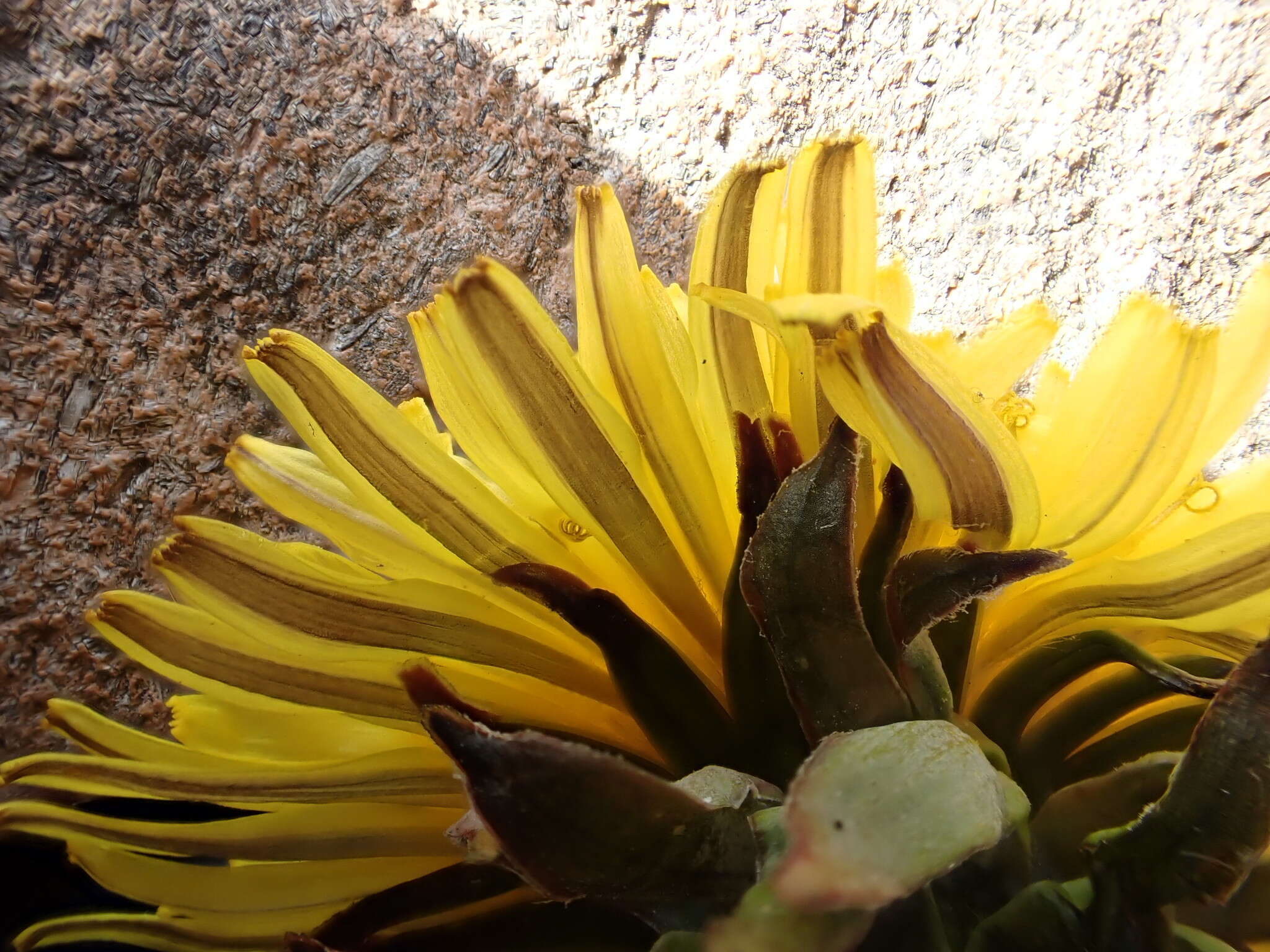 Image of Taraxacum piceatum Dahlst.