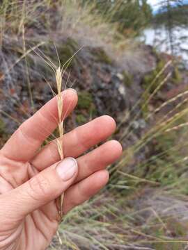 Image of Elymus reflexiaristatus (Nevski) Melderis