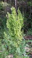 Rumex abyssinicus Jacq. resmi