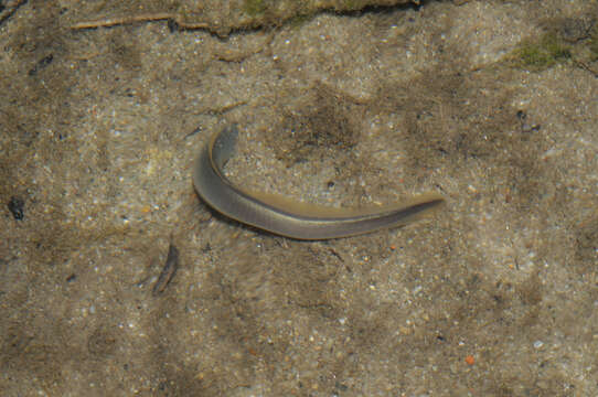 Image of Po brook lamprey