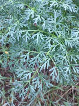 Image of fernleaf biscuitroot