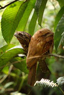 Image of Ceylon Frogmouth