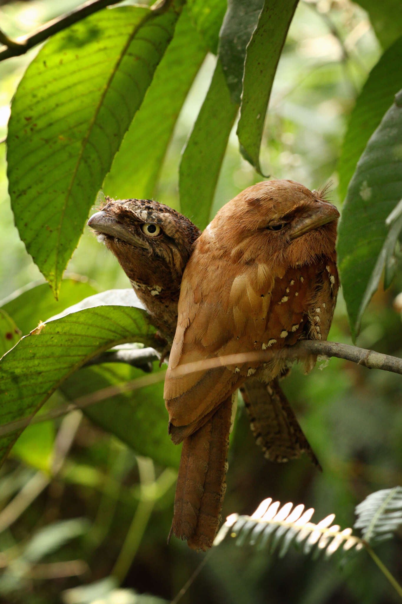 Image of Ceylon Frogmouth