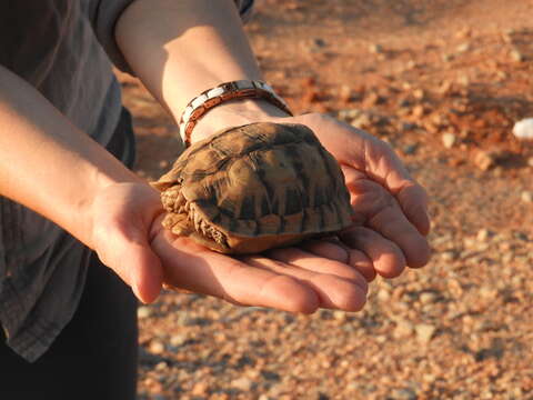 Image of Northern Tent Tortoise