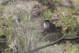 Image of Hall's Babbler