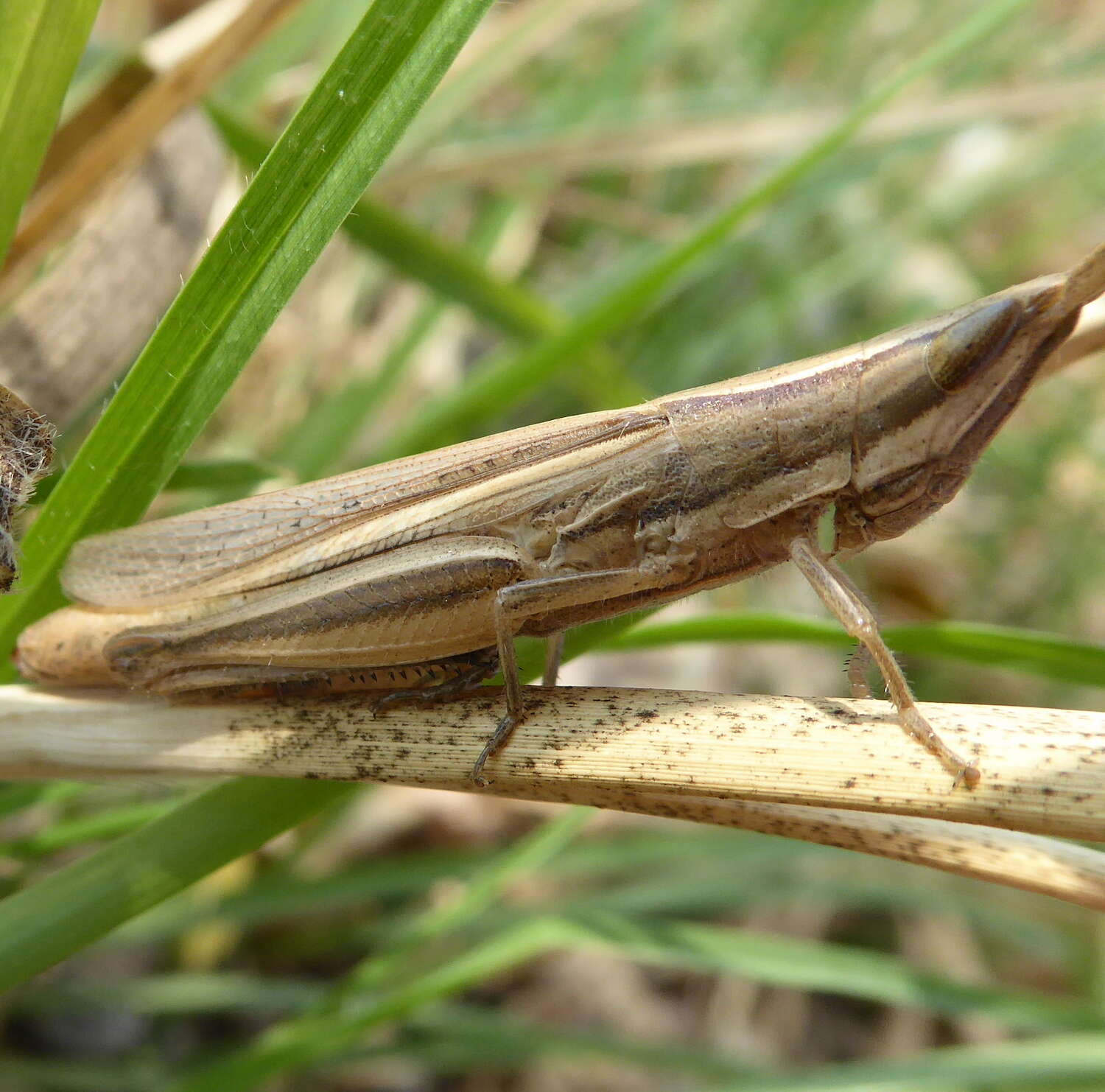 Platypternodes brevipes (Stål 1876)的圖片