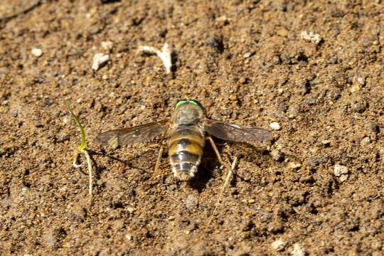 Image of Pegasomyia