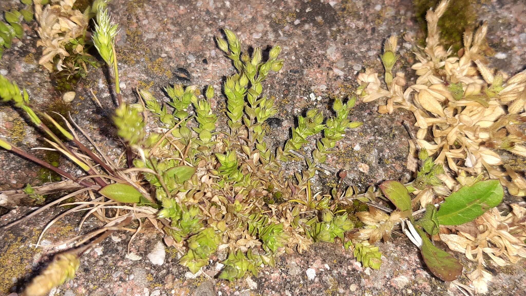 Image of thyme-leaved sandwort