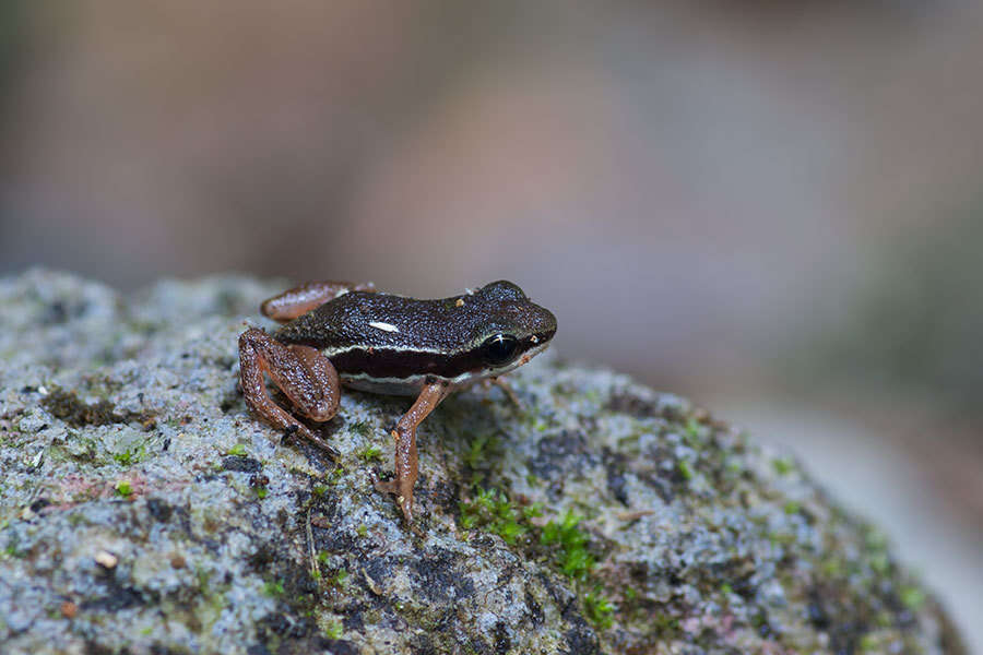 Image of Silverstoneia nubicola (Dunn 1924)