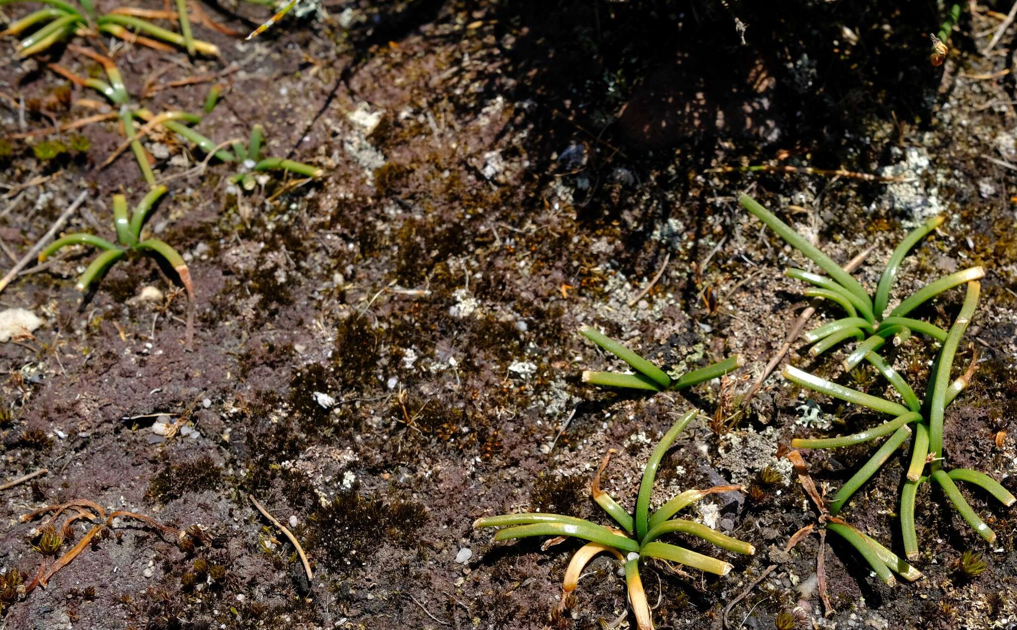 Image of Drimia convallarioides (L. fil.) J. C. Manning & Goldblatt