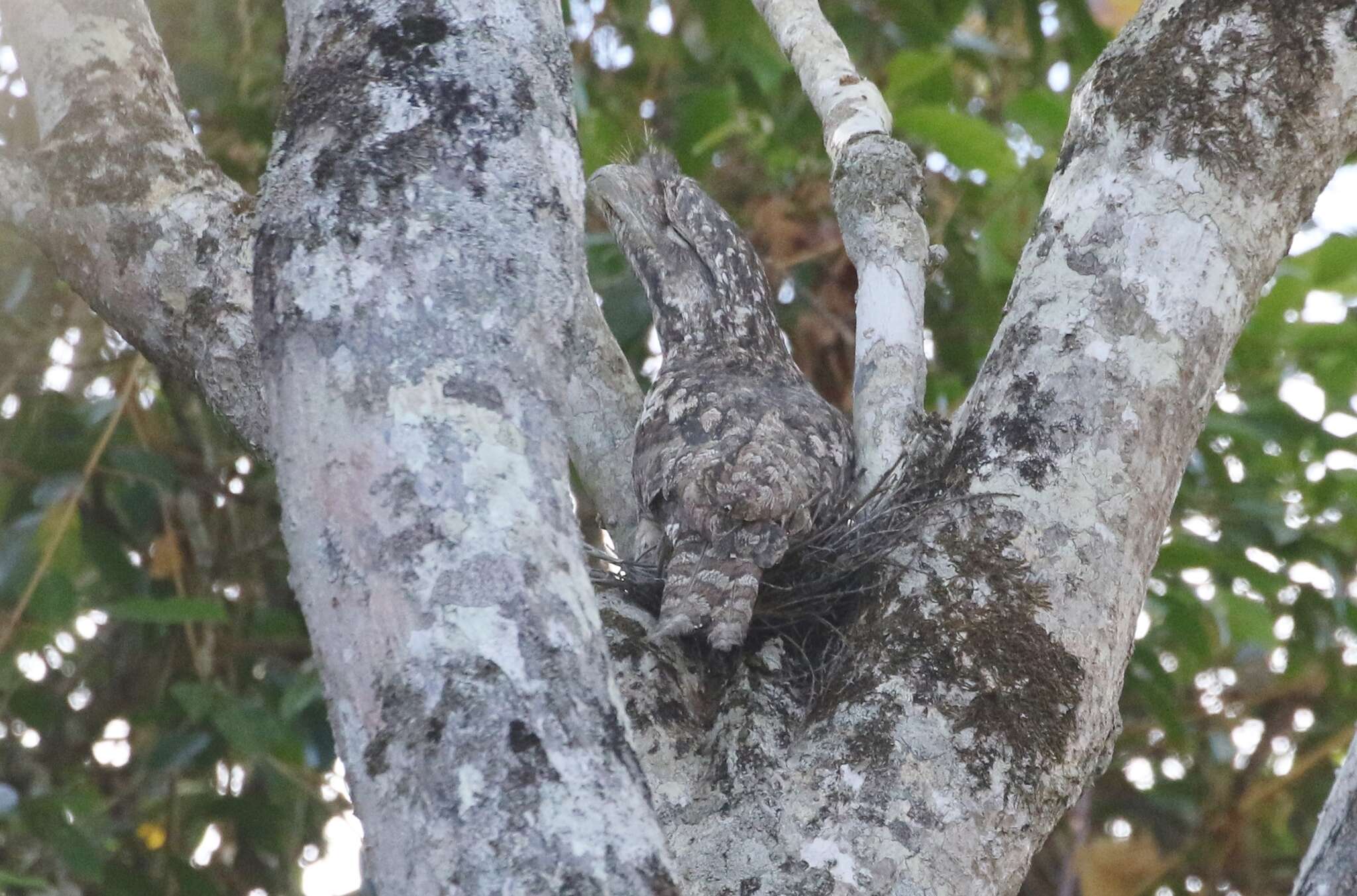 Image of Papuan Frogmouth