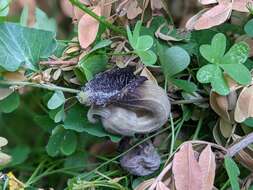 Image of Aristolochia cretica Lam.