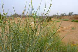 Image of Desert Broom