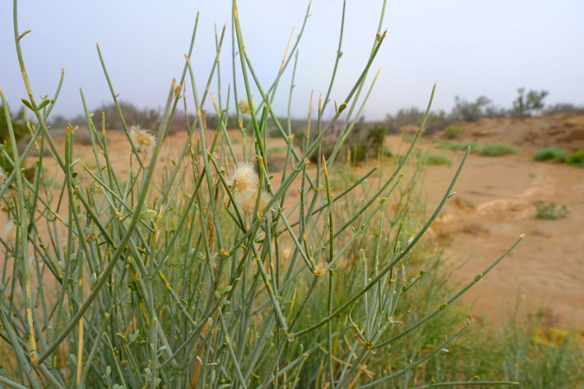 Image of Desert Broom