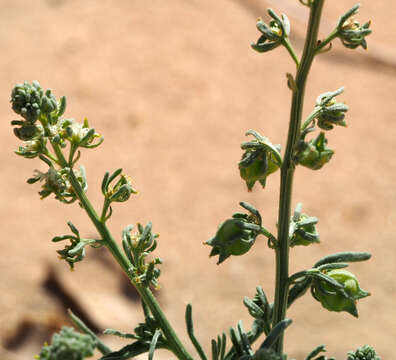 Image of Reseda arabica Boiss.