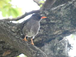 Image of White-chinned Thrush