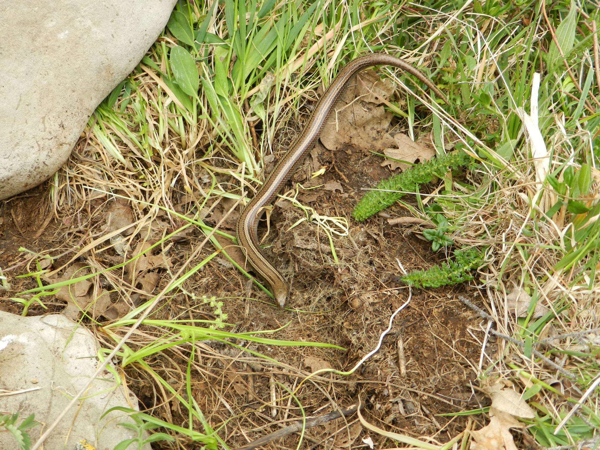 Chalcides chalcides (Linnaeus 1758) resmi