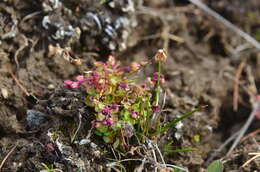 Image of Dahurian Willowherb