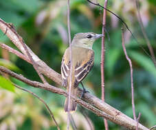 Pachyramphus marginatus (Lichtenstein & Mhk 1823) resmi