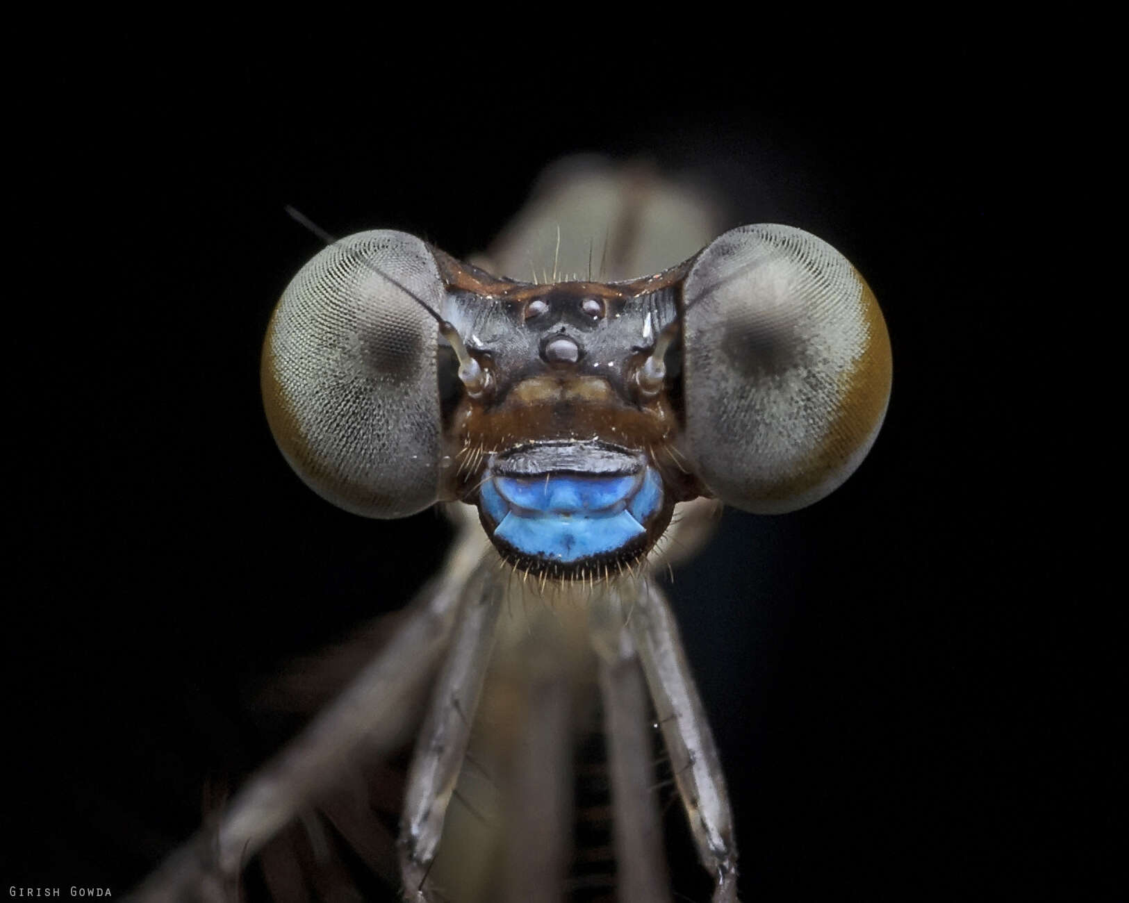 Image of Protosticta sanguinostigma Fraser 1922