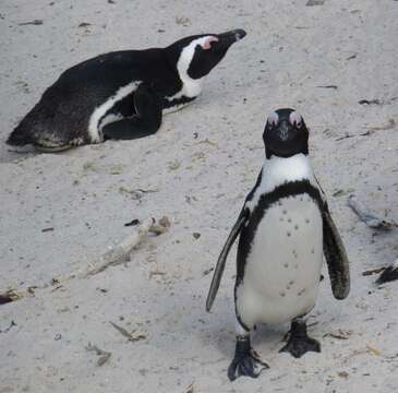 Image of African Penguin