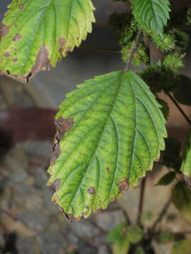 Acalypha poiretii Spreng. resmi