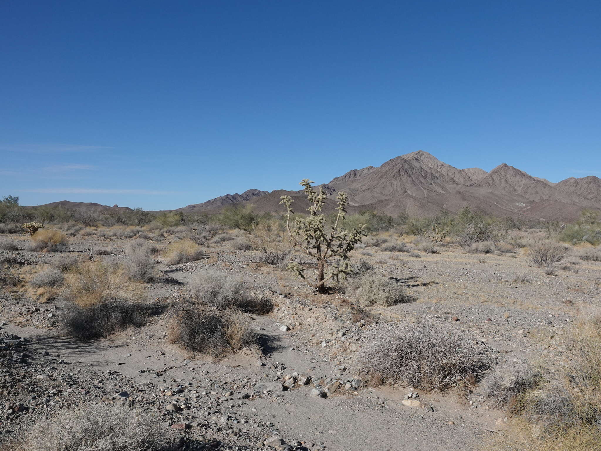 Image of Munz Cholla