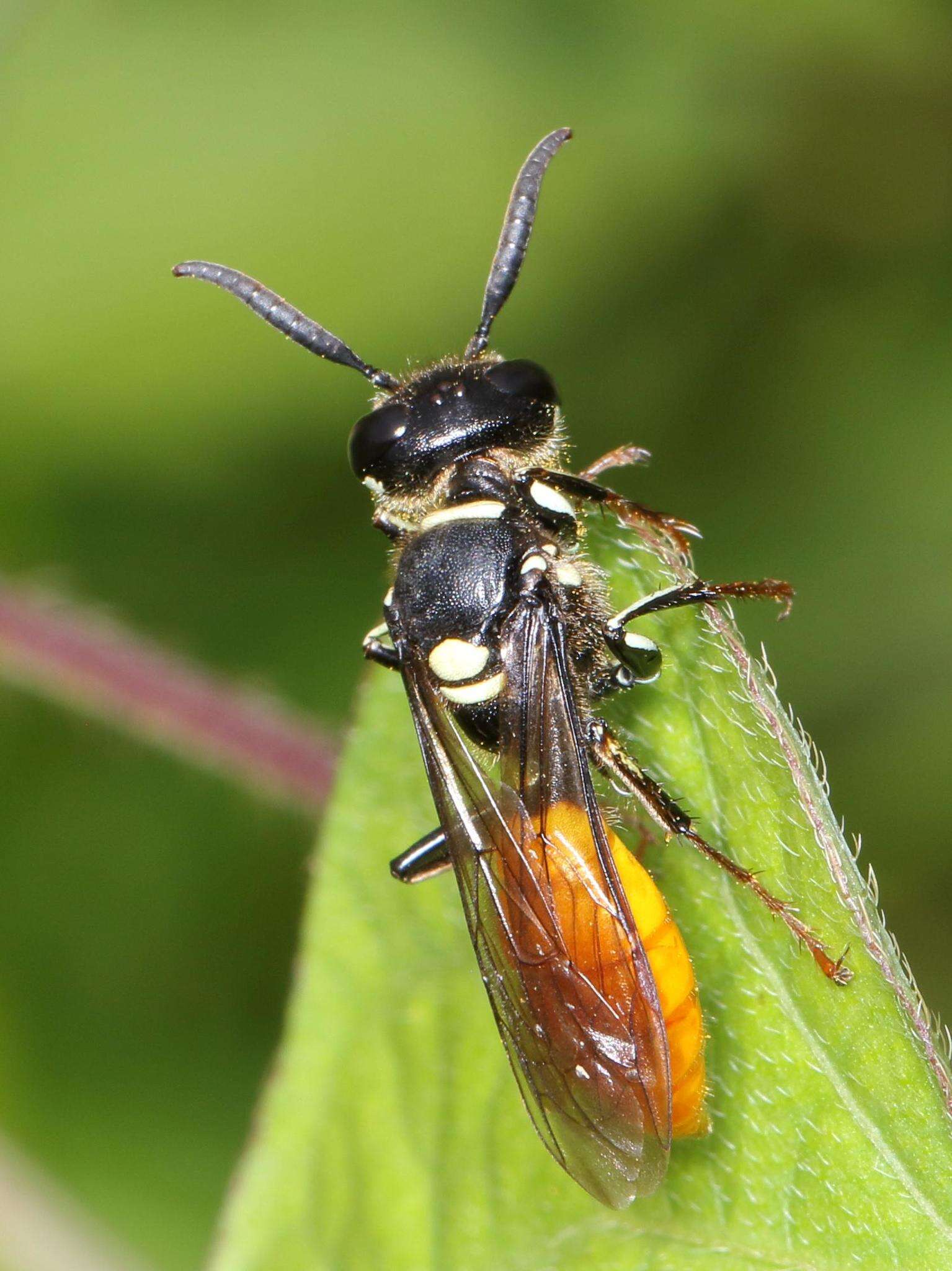 Imagem de Philanthus loeflingi Dahlbom 1845