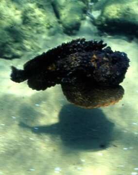 Image of Reef stonefish