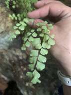 Adiantum fragile Sw.的圖片