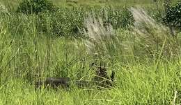 Image of Philippine Brown Deer