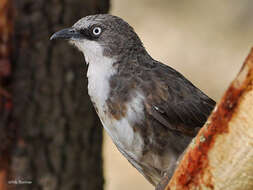 Image of Northern Pied Babbler
