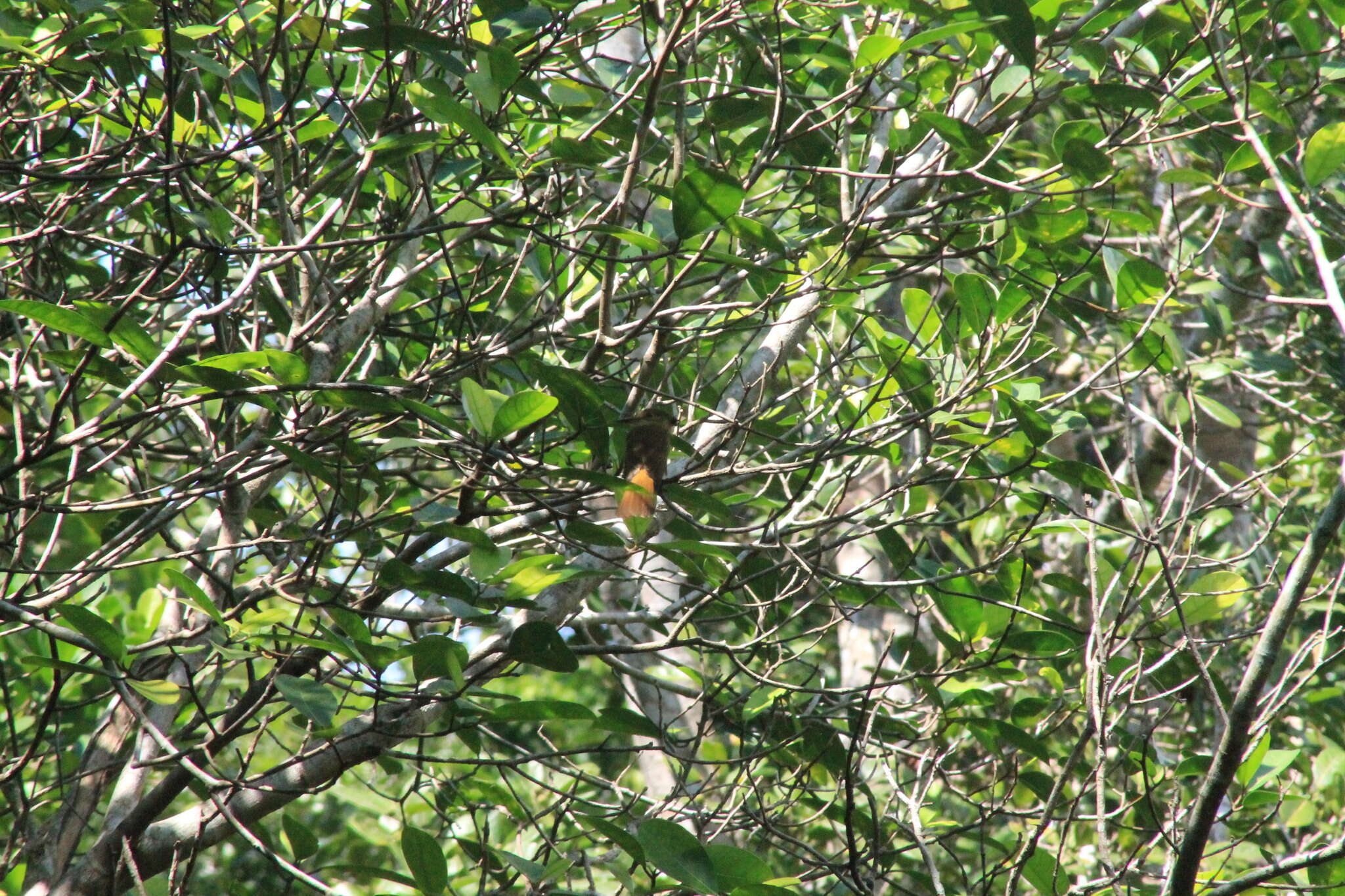 Image of royal flycatcher