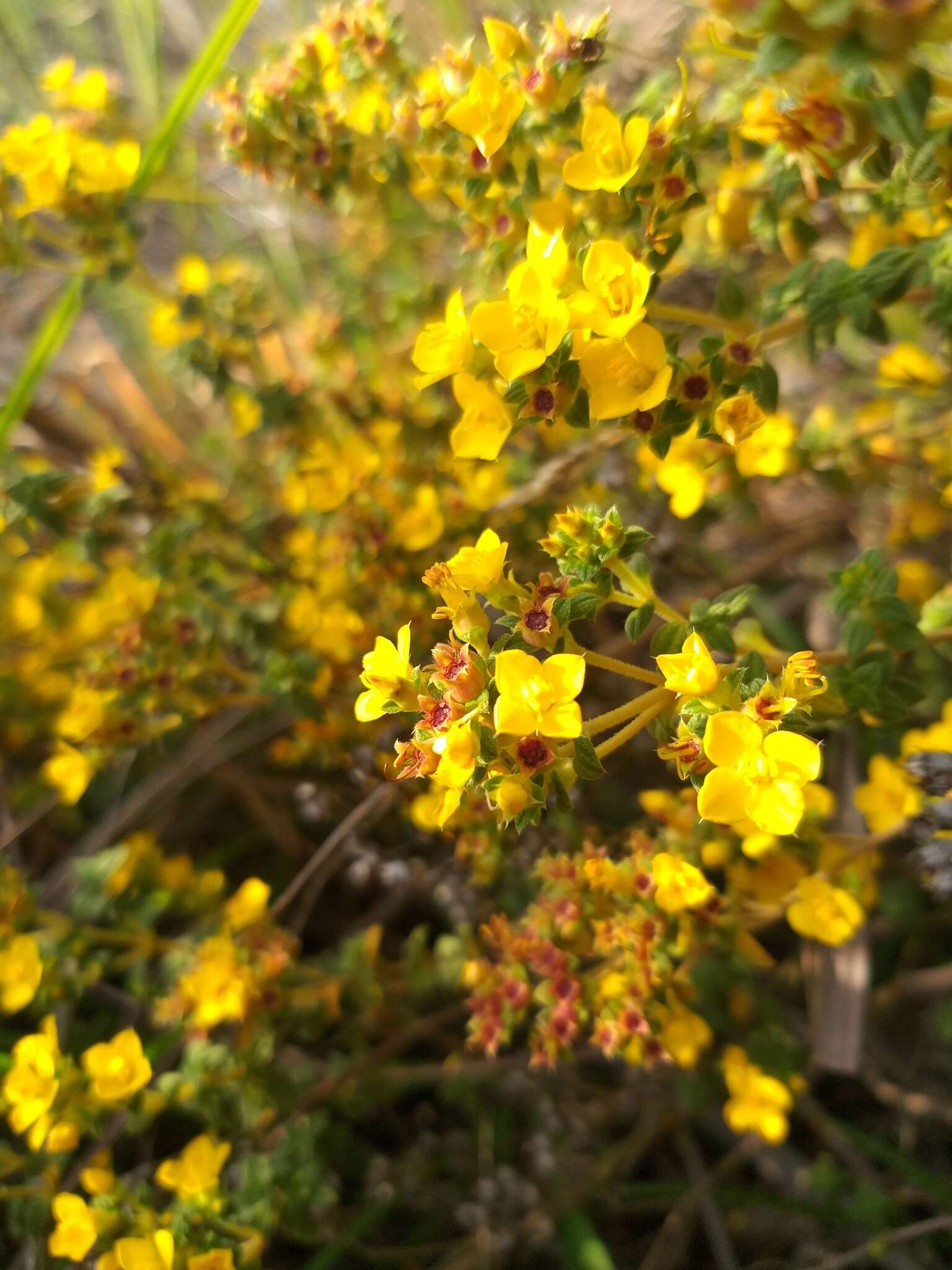 Imagem de Chaetolepis microphylla (Bonpl.) Miq.