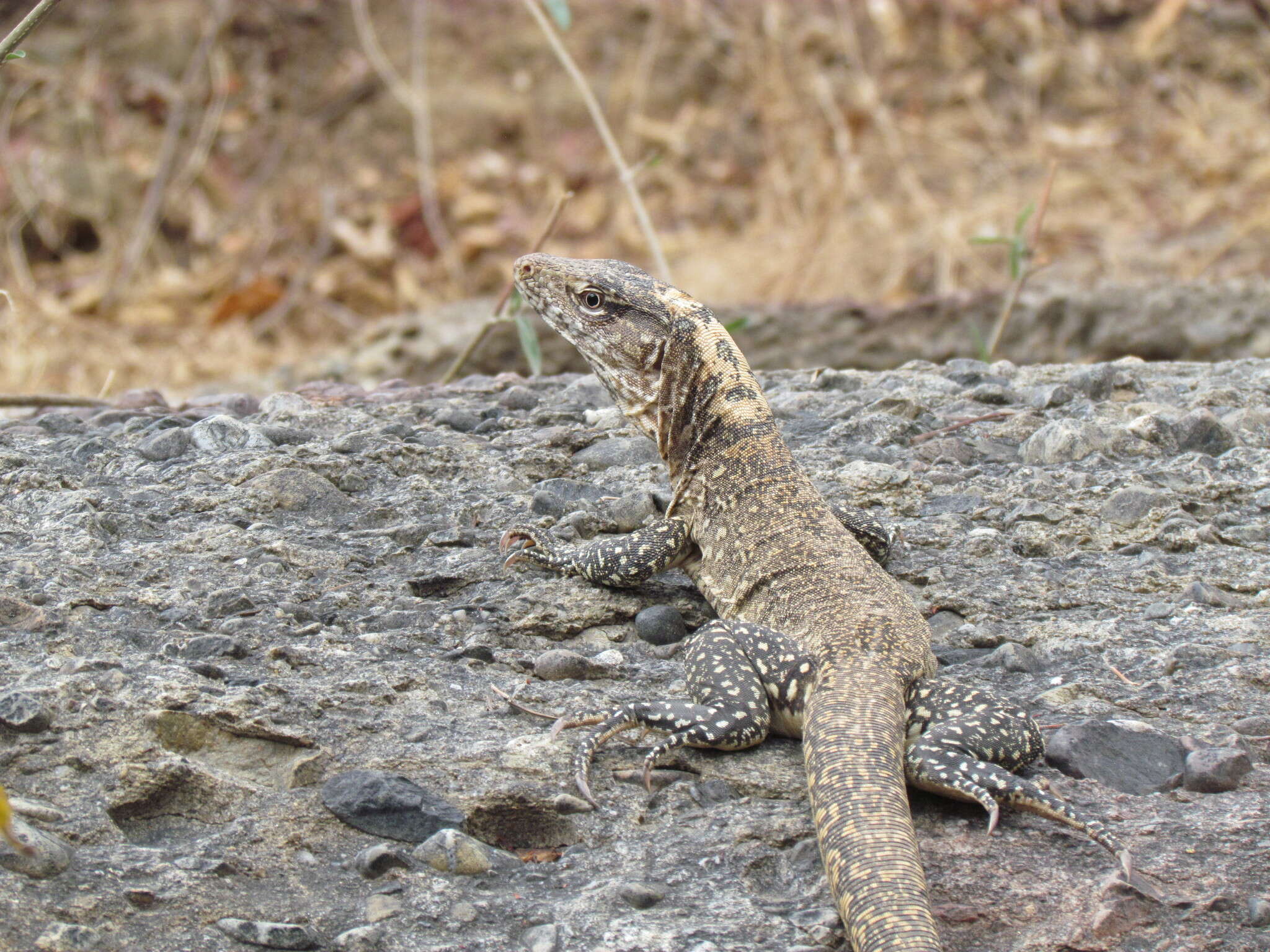 صورة Callopistes flavipunctatus (Duméril & Bibron 1839)